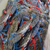 鹤壁海鲜活体空运